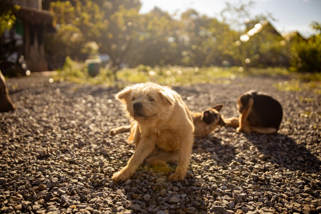 Is Your Pet’s Itching Caused by Food? 5 Signs to Watch For