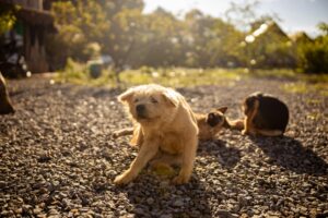 Dog scratching itself in a field