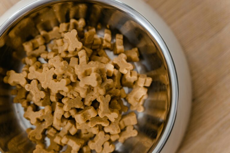 pet food bowl